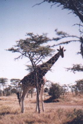 Giraffes have to balance caution against curiosity