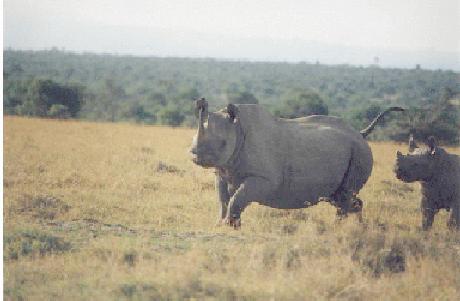 A female Black Rhino and calf on the move