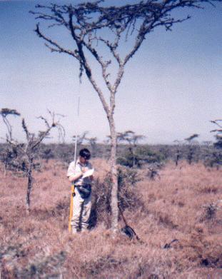 The author measures an Acacia