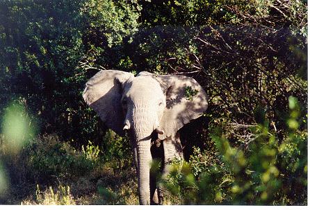 Ears flap and then the charge begins...