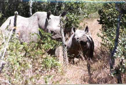 Mother and calf, just before they bolted